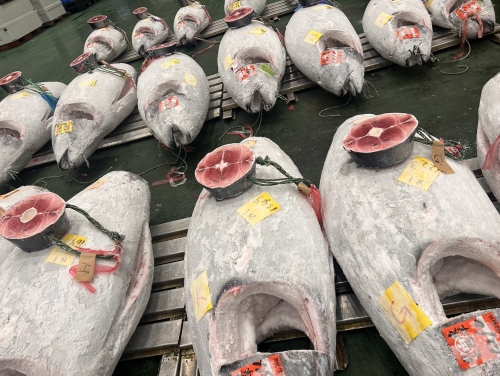 マグロセリ風景